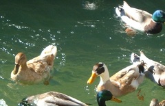 Anas platyrhynchos domesticus