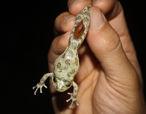 Pseudacris cadaverina