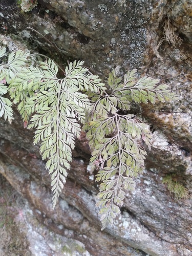Arachniodes denticulata (Arachniodes denticulata)