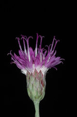 Vernonanthura nudiflora