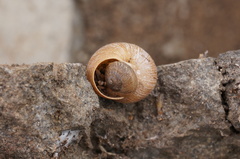 Xerarionta intercisa