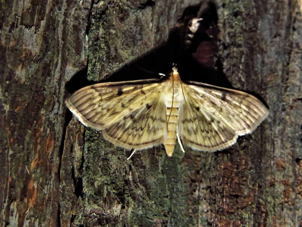 Greater Sweet Potato Webworm Moth