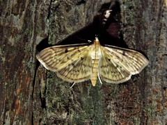 Herpetogramma fluctuosalis
