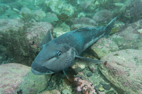 Blue cod (Parapercis colias) — Pinguipedidae — 5