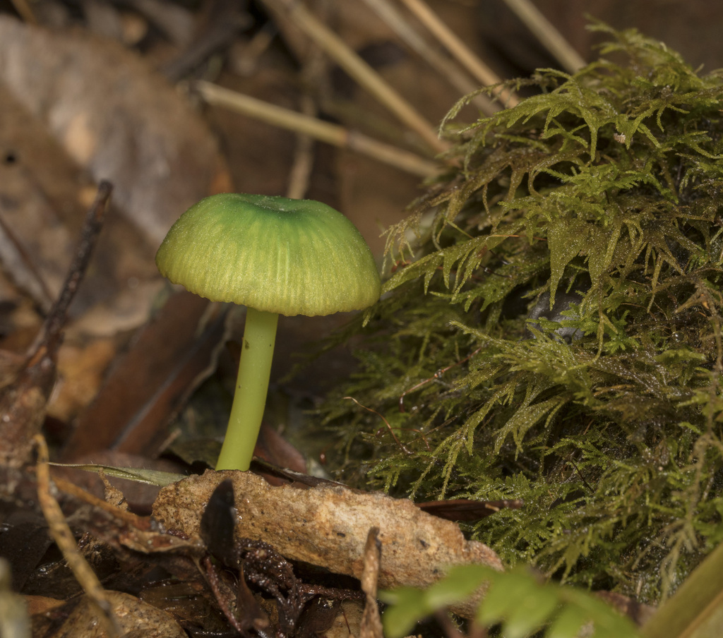 Entoloma necopinatum · April 2023 · photo: © sur_endemico (iNaturalist, cc-by-nc)
