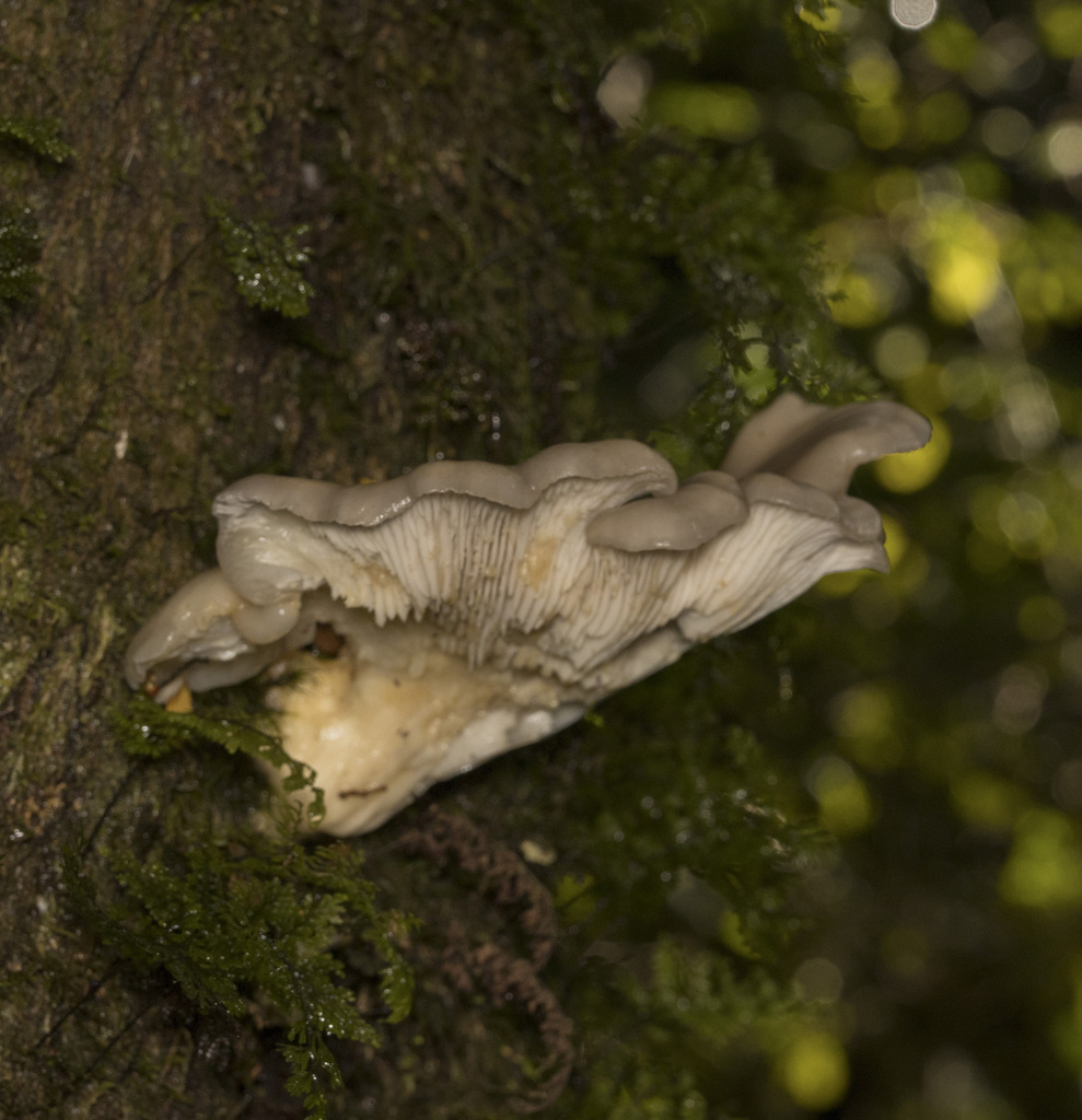 Pleurotus ostreatus · April 2023 · photo: © sur_endemico (iNaturalist, cc-by-nc)