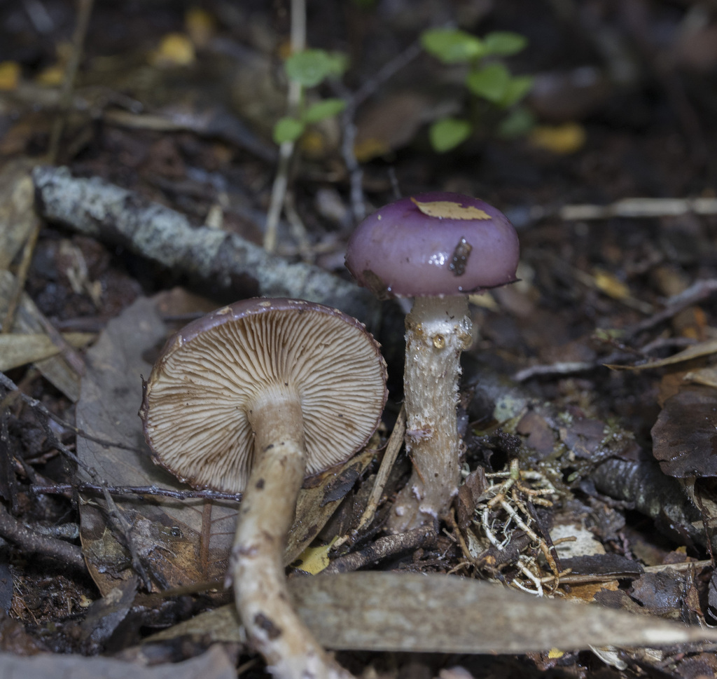 Cortinarius lebre · April 2023 · photo: © sur_endemico (iNaturalist, cc-by-nc)
