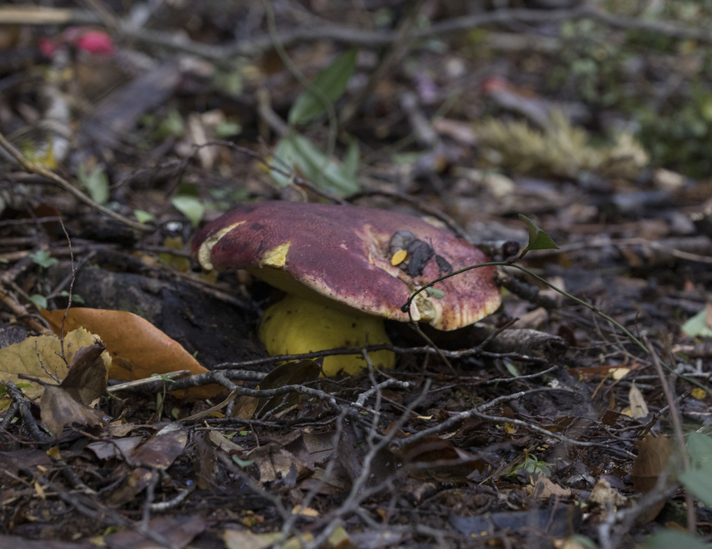 Butyriboletus loyo · April 2023 · photo: © sur_endemico (iNaturalist, cc-by-nc)