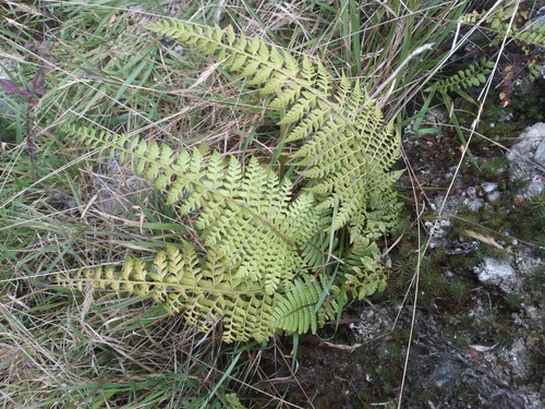 Flatleaf holly fern (Polystichum platyphyllum)