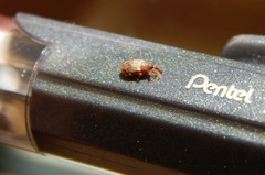 Lignyodes bischoffi