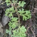 Selaginella silvestris - Photo (c) Alfredo F. Fuentes Claros, some rights reserved (CC BY-NC), uploaded by Alfredo F. Fuentes Claros