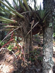 Tillandsia violacea