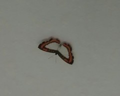 Nymphidium caricae