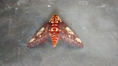 Citheronia hamifera