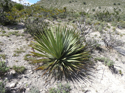 Dasylirion cedrosanum