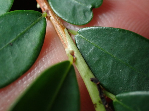 Image of Tipsy-Wood (Phyllanthus cochinchinensis) by (c) W Rao, some rights reserved (CC BY)