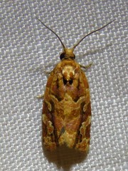 Argyrotaenia hodgesi