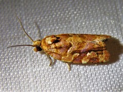 Argyrotaenia hodgesi