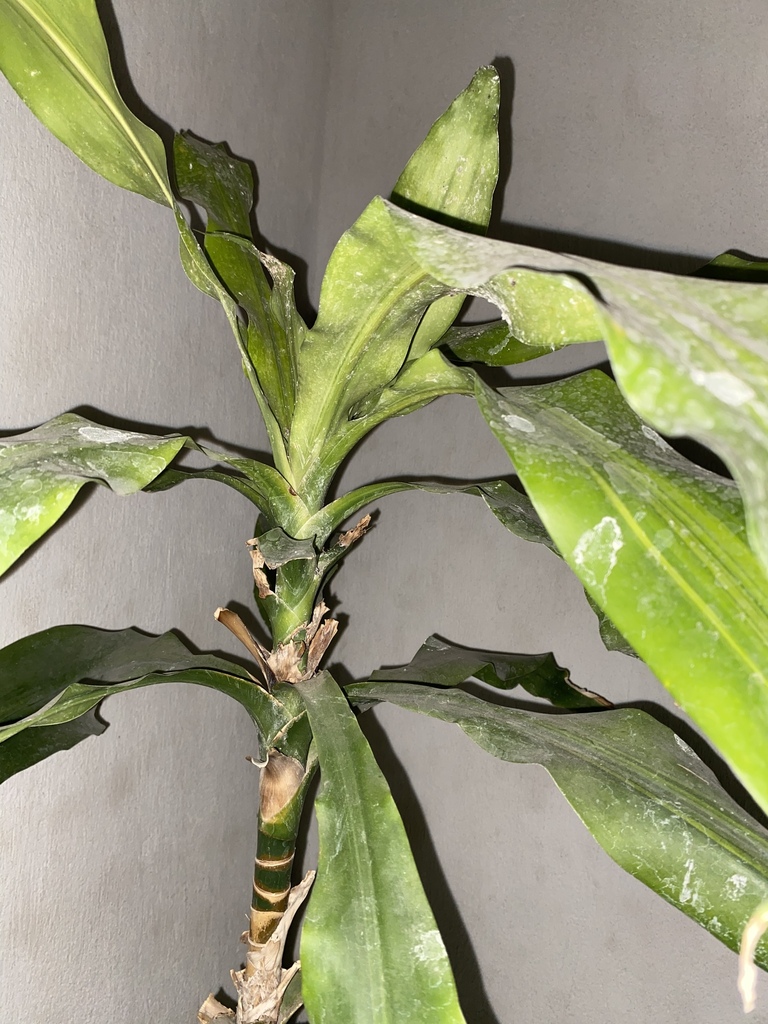 Dracaena
