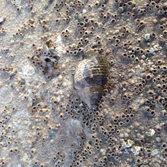 Acanthinucella