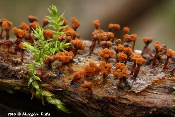 Metatrichia