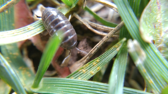 Armadillidium vulgare