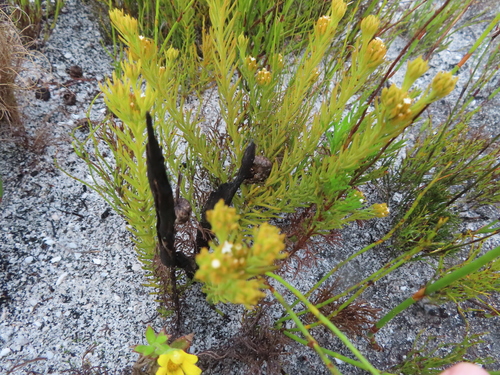 Image of Thesium capitatum by (c) linkie, some rights reserved (CC BY)
