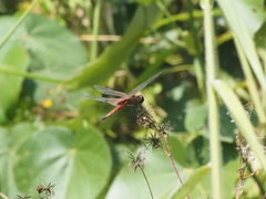 Tramea transmarina euryale
