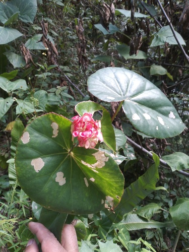 Begonia juntasensis