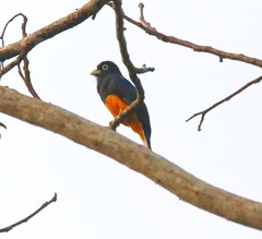 Trogon chionurus