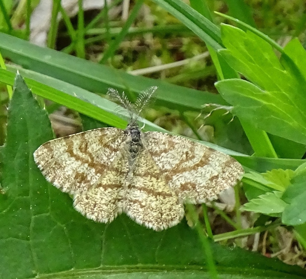 Common Heath from Gemeinde Mortantsch, 8160, Österreich on April 29 ...