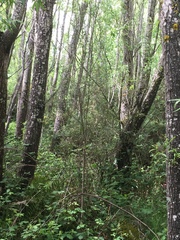 Coprosma propinqua