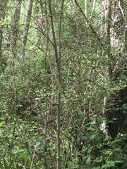 Coprosma propinqua