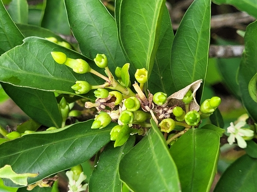 Aidia canthioides iNat (1)