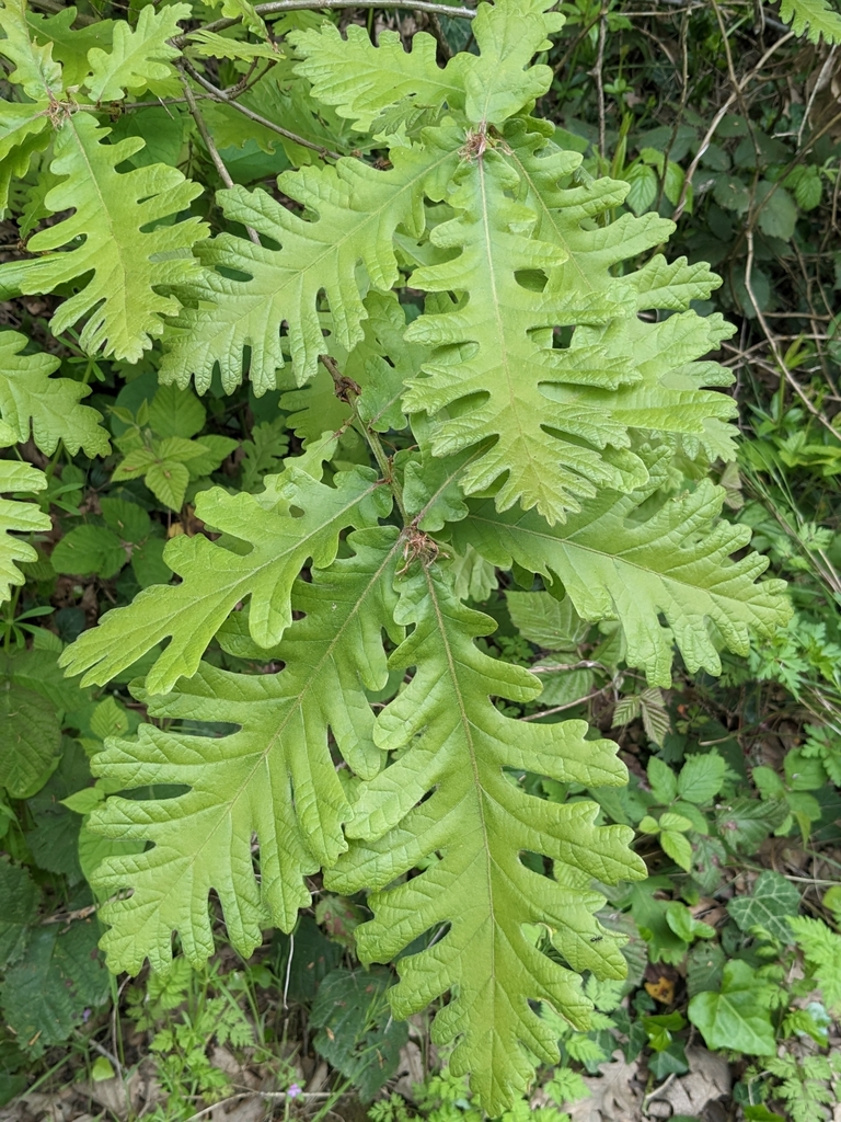 Hungarian Oak