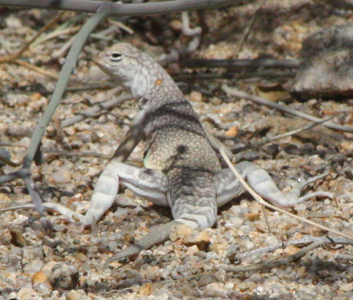 Callisaurus draconoides