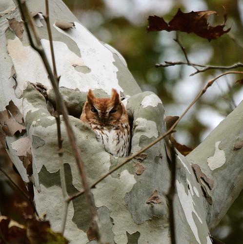 Eastern Screech-Owl photographed in Ohio