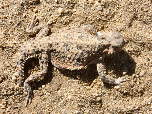 Phrynosoma platyrhinos