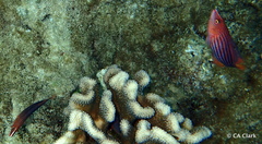 Pseudocheilinus octotaenia