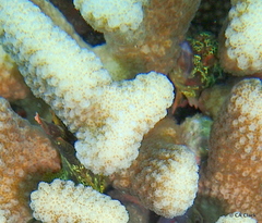 Sebastapistes coniorta