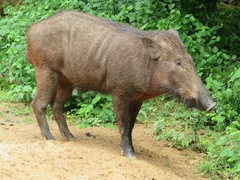 Sus scrofa cristatus