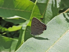 Satyrium liparops