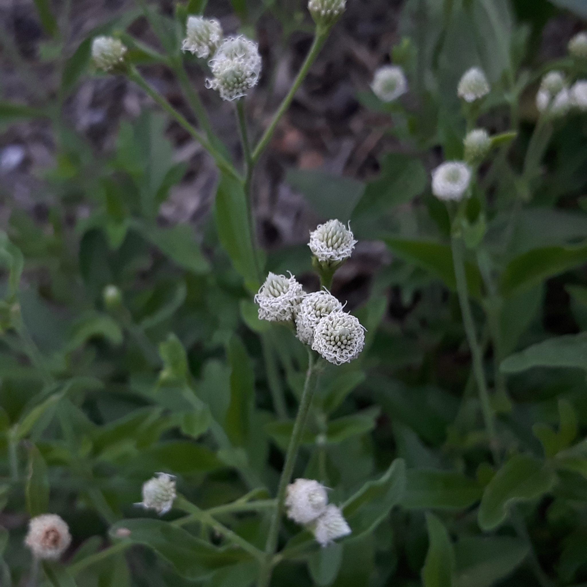 Isocarpha oppositifolia
