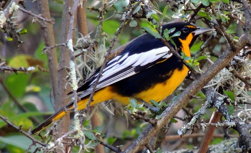 Black-backed Oriole