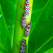 Agrosoma cruciata - Photo (c) Luis Stevens, alguns direitos reservados (CC BY-NC), uploaded by Luis Stevens