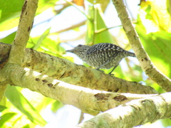 Thamnophilus multistriatus