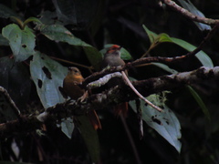 Cranioleuca erythrops