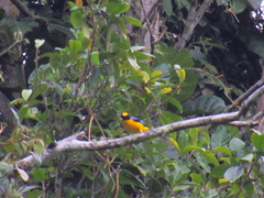 Anisognathus somptuosus