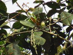 Vireo leucophrys