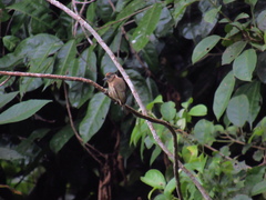 Picumnus olivaceus
